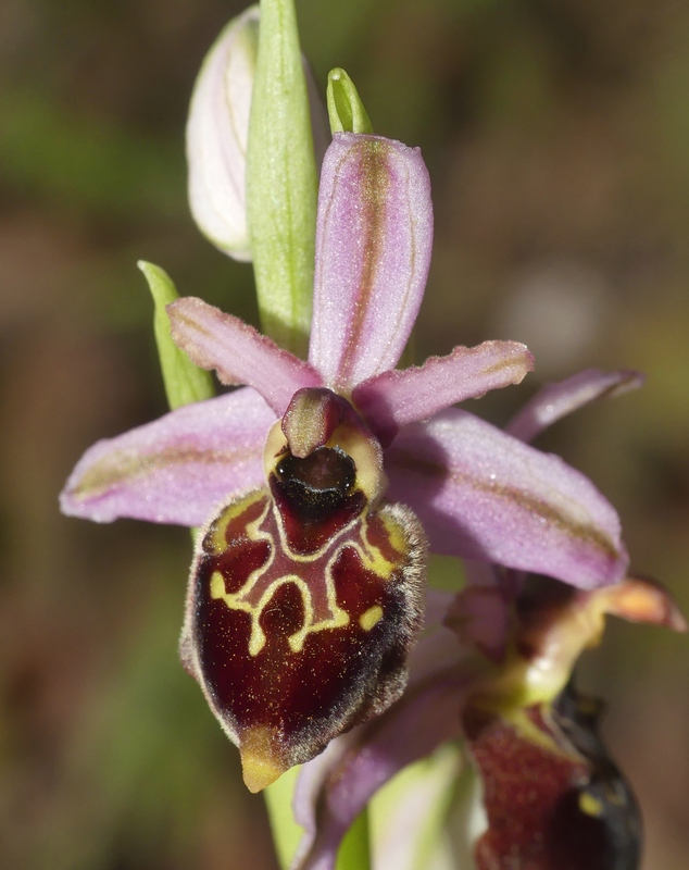 Ophrys montis-leonis sulla costa tirrenica laziale e sugli Aurunci  marzo 2024